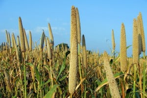 Summer Pearl Millet Cultivation