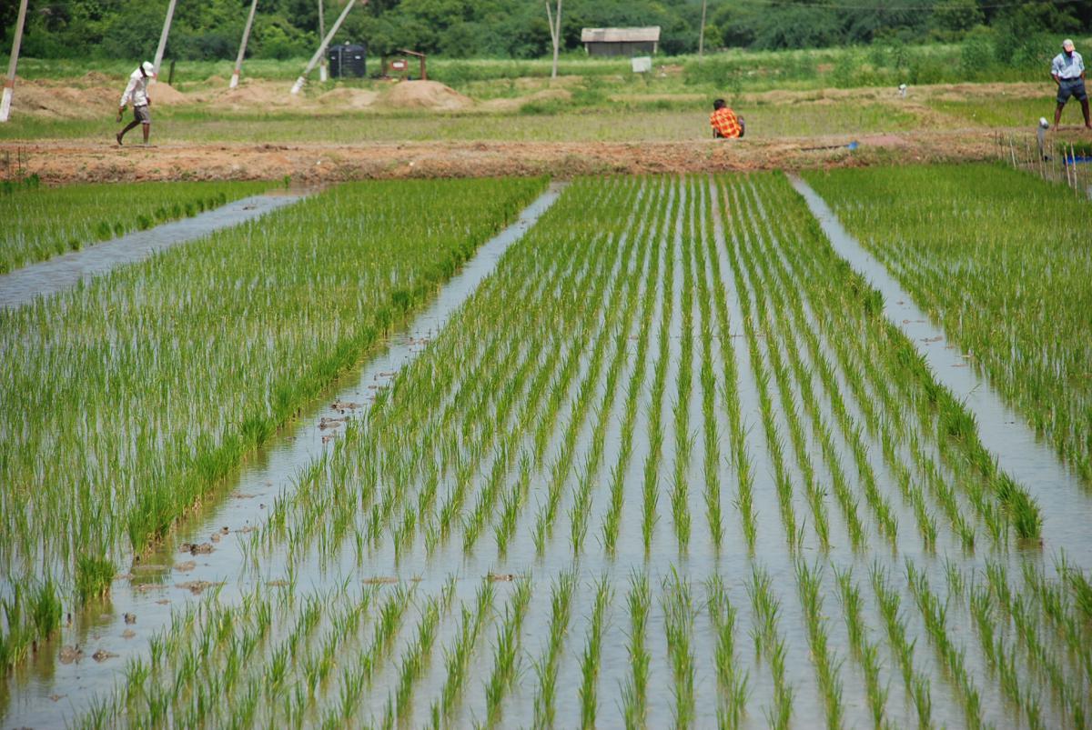 How To Write A Rice Farming Business Plan