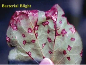 Bacterial Blight